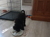 Black beautiful female puppy 14 weeks old