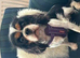 Kennel Club registered Tricolour Cavalier girl available to pet home only - 4 years old.