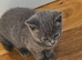 Kittens ready now British Shorthair