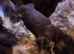 Stunning tri and chocolate with white F1 cockapoo puppies