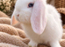 Beautiful mini lop babies