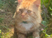 Female ginger kitten