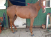 16.1hh chestnut mare