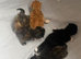 kittens