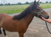 Muffin Welsh partbred 3 years old mare