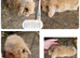 Beautiful litter of mini lion lop ready reverse