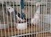 2 young cockateils albino+grey/white