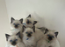 Ragdoll Kittens