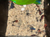 Parrot