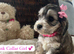 F1 Cockapoo Litter - 1 Girls & 3 Boys Available