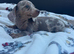 Miniature dachshund