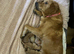 Beautiful Litter of fox red Golden retrievers