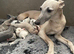Whippet Puppies For Sale
