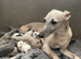 Whippet Puppies For Sale