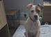 Beautiful American bulldog for rehome