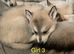 6 puppies