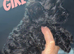Beautiful F1 Shihpoos