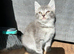 4 Stunning Siamese Mixed Kittens