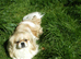 DELIGHTFUL PEKINGESE GIRL