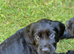 KC registered cocker spaniel puppies
