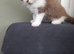 Rehoming my 2 kittens