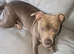 1 year old staffy cross
