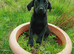 Labrador puppies