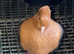 4 fancy pigeons