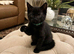 Insured Affectionate playful kittens