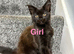 Maine Coone kittens