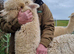 4 Alpaca halter trained males