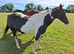 14hh companion mare