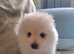 Stunning pomeranian