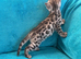 Stunning Bengal boys