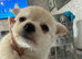 Micro teacup Pomeranian and chihuahua mix