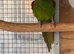 Proven hahns macaw cock bird