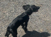 Beautiful black cocker spaniel girl