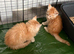 Gorgeous mainecoon kittens