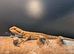 Male baby bearded dragon