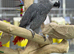 African grey parrot