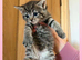 Grey tabby tortie kittens