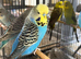 Exhibition male budgie