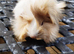 Baby Peruvian guineapigs