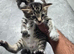 2 Bengal cross kittens