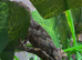 Baby gargoyle geckos