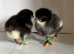 Cuckoo maran & french maran