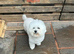 Bichon Frise (only one little girl left)