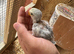 Baby love bird for sale
