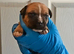 Staffordshire bull terrier pups