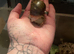 2 giant African land snails